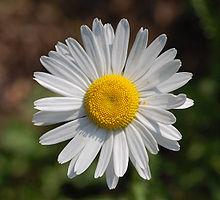 Daisies+film+wiki