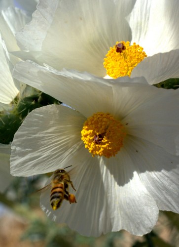 desert poppy