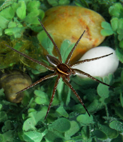 Dolomedes triton