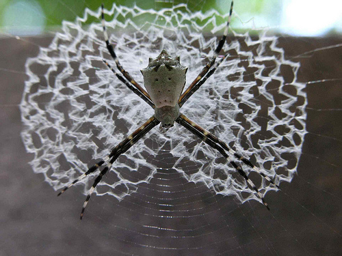 Argiope savignyi