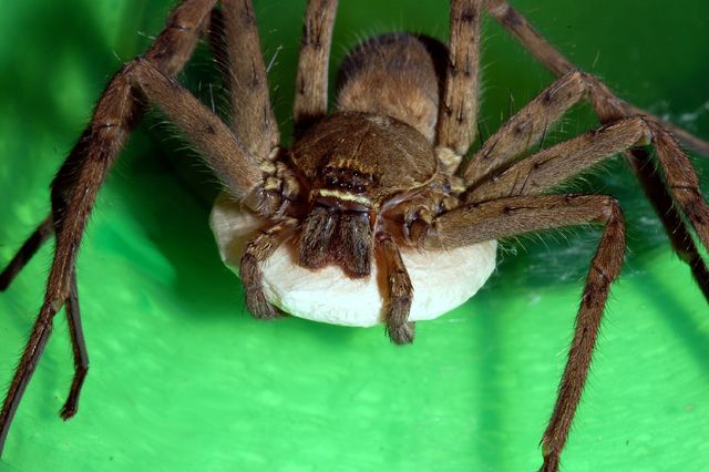Brown Huntsman Spider