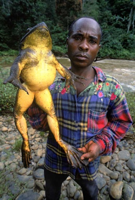 Goliath frog