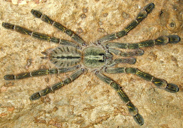Redslate Ornamental Tarantula